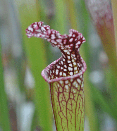 SL015 Sarracenia leucophylla typ Okaloosa Co, N.Florida