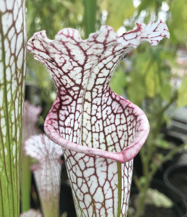 SL021 Sarracenia leucophylla Tibbee Al