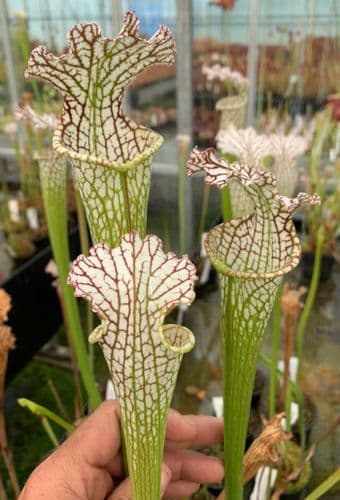 SL035 Sarracenia leucophylla