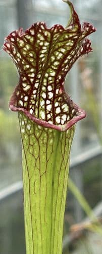 SL038 Sarracenia leucophylla near Perdido Al