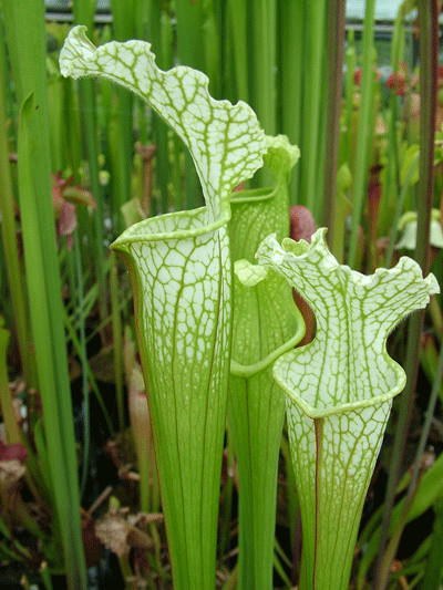 SL127 Sarracenia leucophylla green/white Milton N.Florida