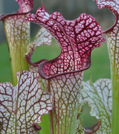 SL23 Sarracenia leucophylla pubescent form Hosford , N.Florida