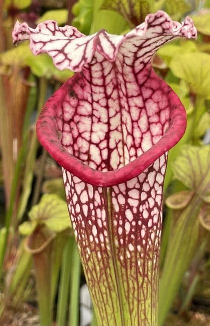 SL30 Sarracenia leucophylla Pink Lip