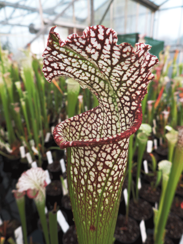 S.leucophylla  Tarnock | North American Pitcher Plant