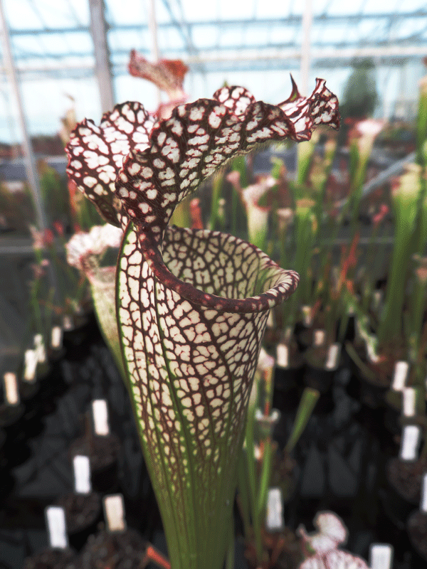 S.leucophylla  Tarnock | North American Pitcher Plant