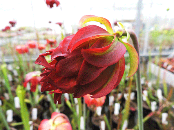 S.leucophylla  Tarnock | North American Pitcher Plant
