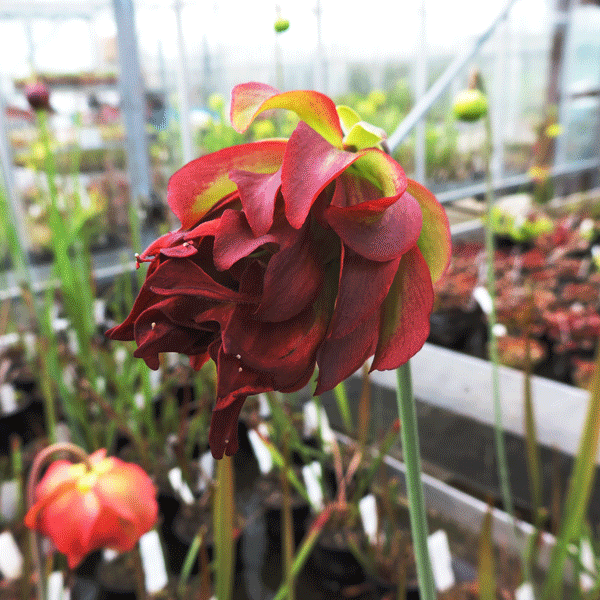 S.leucophylla  Tarnock | North American Pitcher Plant