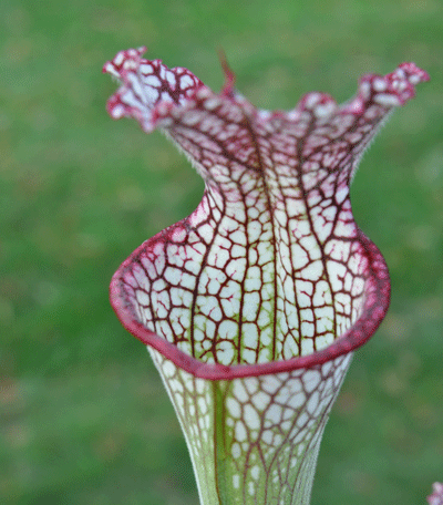 S.leucophylla pubescent form Deer park Alabama | North American Pitcher Plant