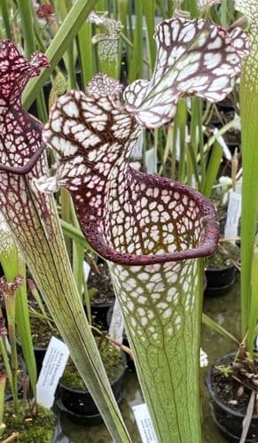 SL33 Sarracenia leucophylla pubescent form Deer park Alabama