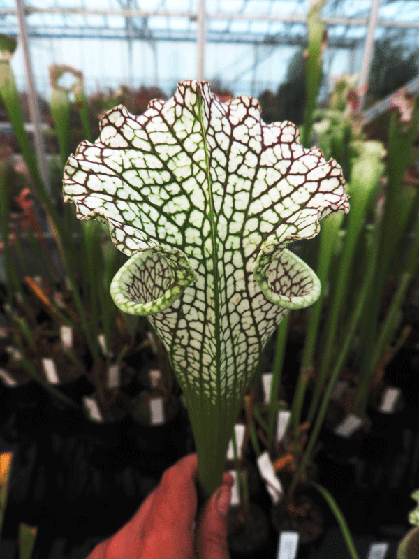 SL47 Sarracenia leucophylla Cronus (Titan TM )