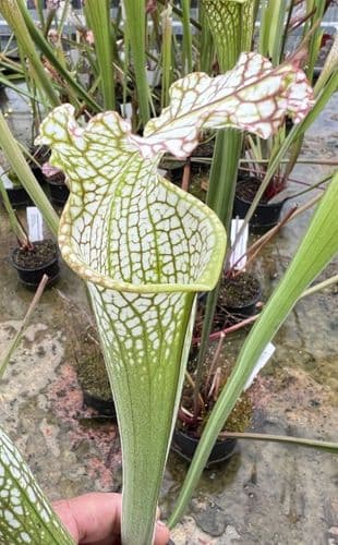 SL50 S.leucophylla pubescent