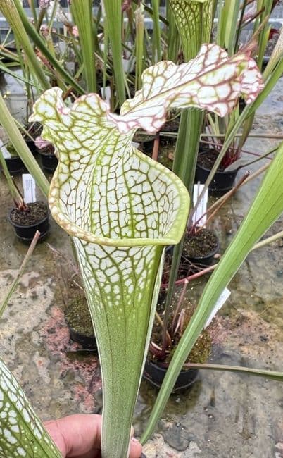 SL50 S.leucophylla pubescent