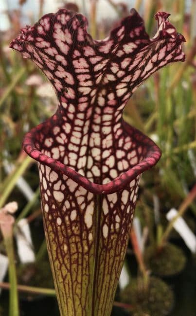 SL52 Sarracenia leucophylla