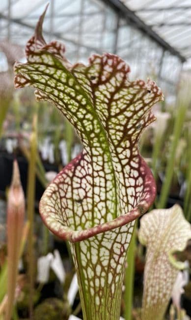 SL54 Sarracenia leucophylla
