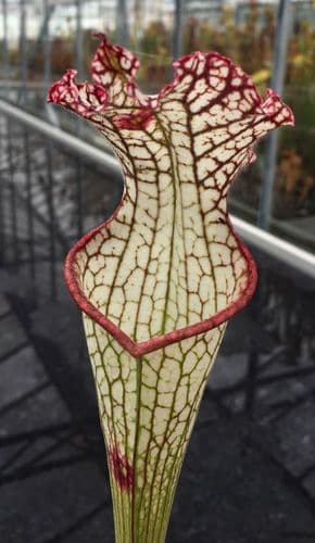 SL55 Sarracenia leucophylla