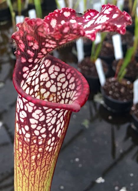SL56 Sarracenia leucophylla