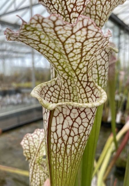 SL59 Sarracenia leucophylla