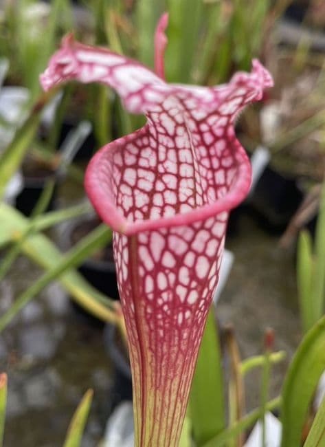 SL73 S.leucophylla Red/White Large Pink Lip