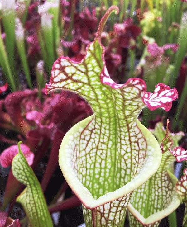 SL987 Sarracenia leucophylla Avalon beach