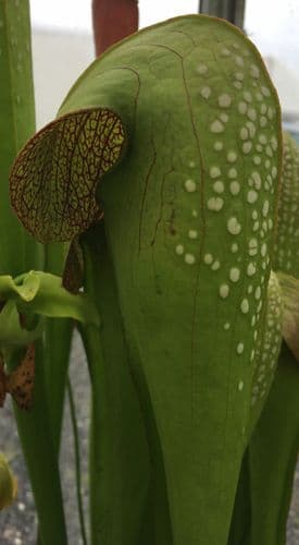 SM001 Sarracenia minor oke giant F3
