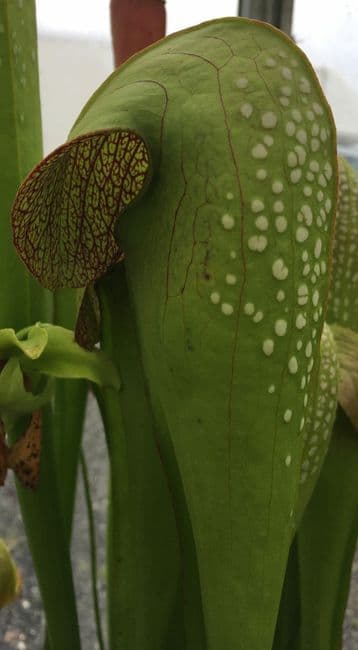S.minor oke giant F3 | North American Pitcher Plant