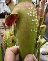 Sarracenia minor 'Okeefenokee giant' | North American Pitcher Plant