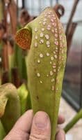 Sarracenia minor 'Okeefenokee giant' | North American Pitcher Plant