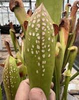 Sarracenia minor 'Okeefenokee giant' | North American Pitcher Plant