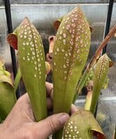Sarracenia minor 'Okeefenokee giant' | North American Pitcher Plant