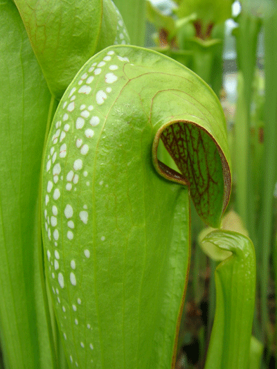 Sarracenia minor 'Okeefenokee giant' | North American Pitcher Plant