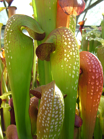 Sarracenia minor 'Okeefenokee giant' | North American Pitcher Plant