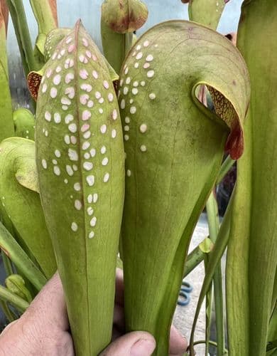 SM003 Sarracenia minor 'Okeefenokee giant'