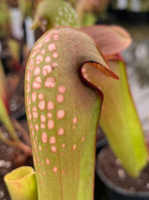 S.minor typ Baker co, Ga | North American Pitcher Plant