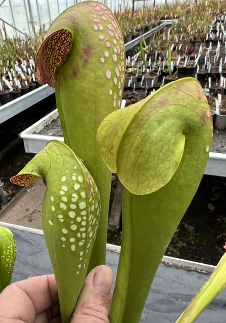 Sminor Waycross Georgia | North American Pitcher Plant