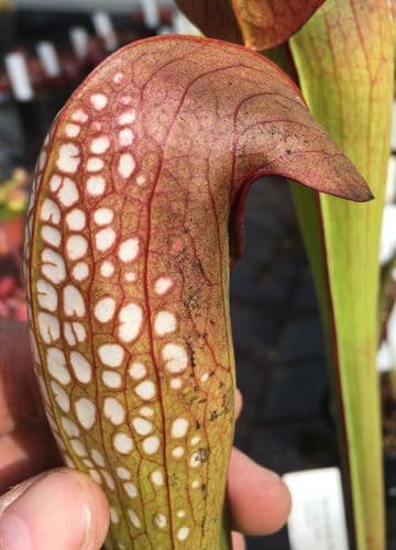 SM007 Sarracenia minor Okefenokee giant F1