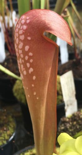 SM008 S.minor typ Berkely S.Carolina