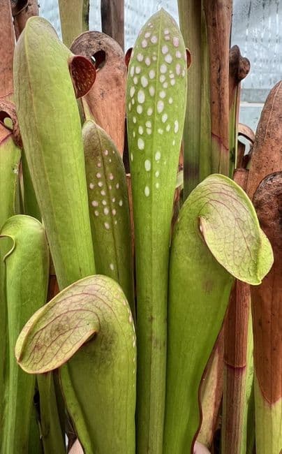 SM016 Sarracenia minor okefenokeensis