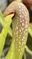 SM017 Sarracenia minor