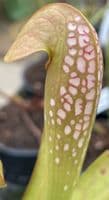 SM017 Sarracenia minor