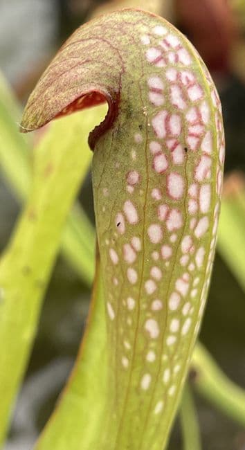 SM017 Sarracenia minor