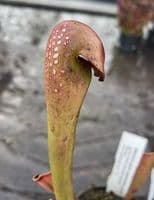 SM018 Sarracenia minor okefenokeensis F3