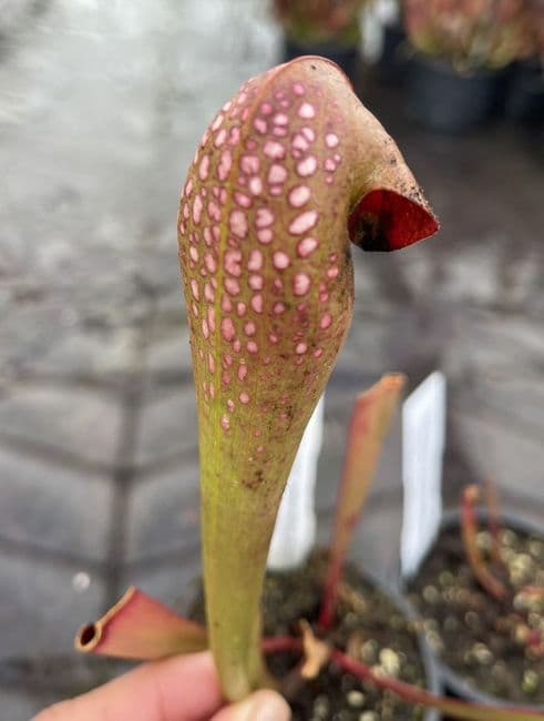 SM018 Sarracenia minor okefenokeensis F3