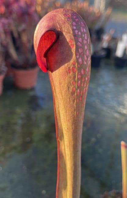 SM020 Sarracenia minor Okefenokeensis Giant M