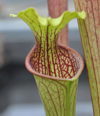 SO003 Sarracenia oreophila Dave Taylor clone