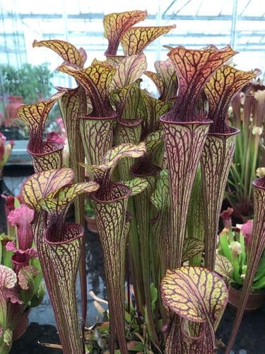 SO005 Sarracenia oreophila heavy veined sand mountain