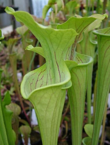 SO007 Sarracenia oreophila typical form