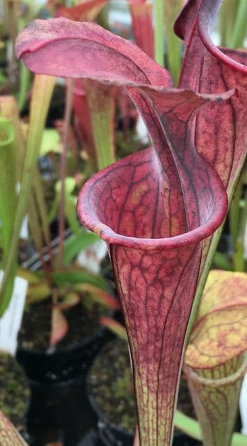 S.oreophila Dekalb, Al | North American Pitcher Plant