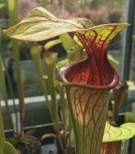 SO011 S. oreophila purple throat heavy veined