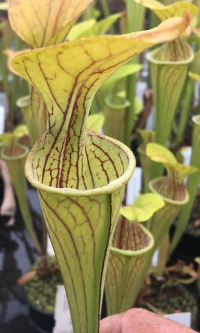 SO012 S. oreophila walker clone