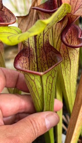 SO017 Sarracenia oreophila